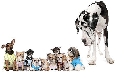 list-of-small-dog-breeds.jpg